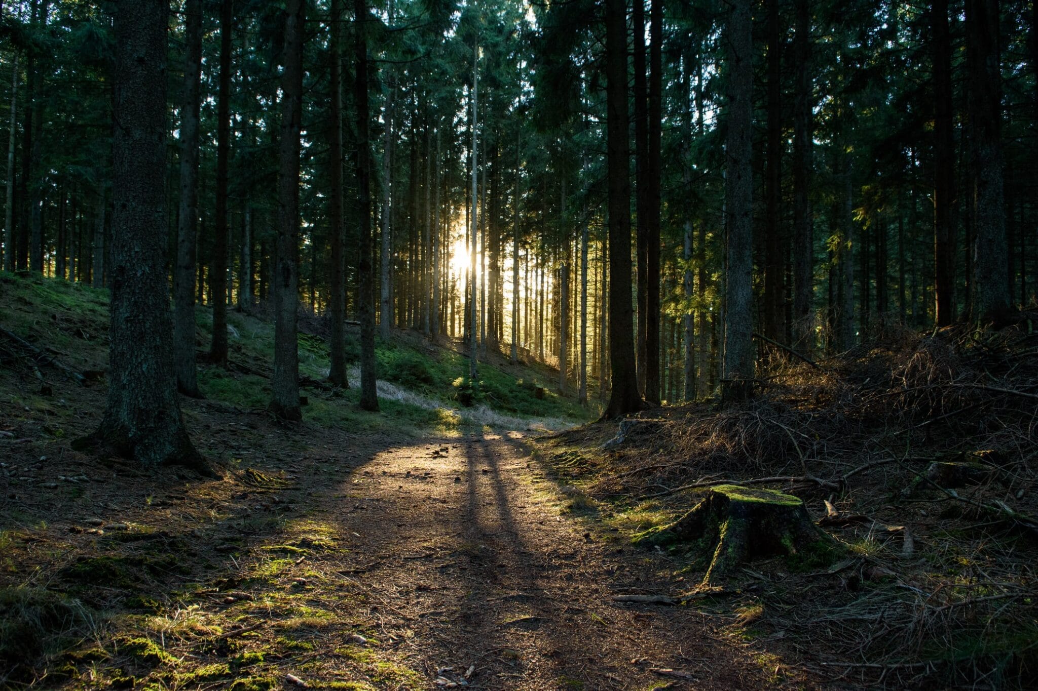 Aktiviteter i naturen